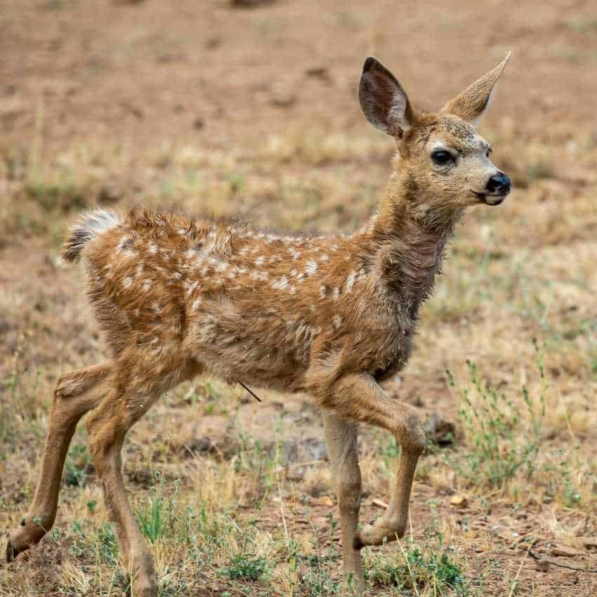 Dead-deer-meaning