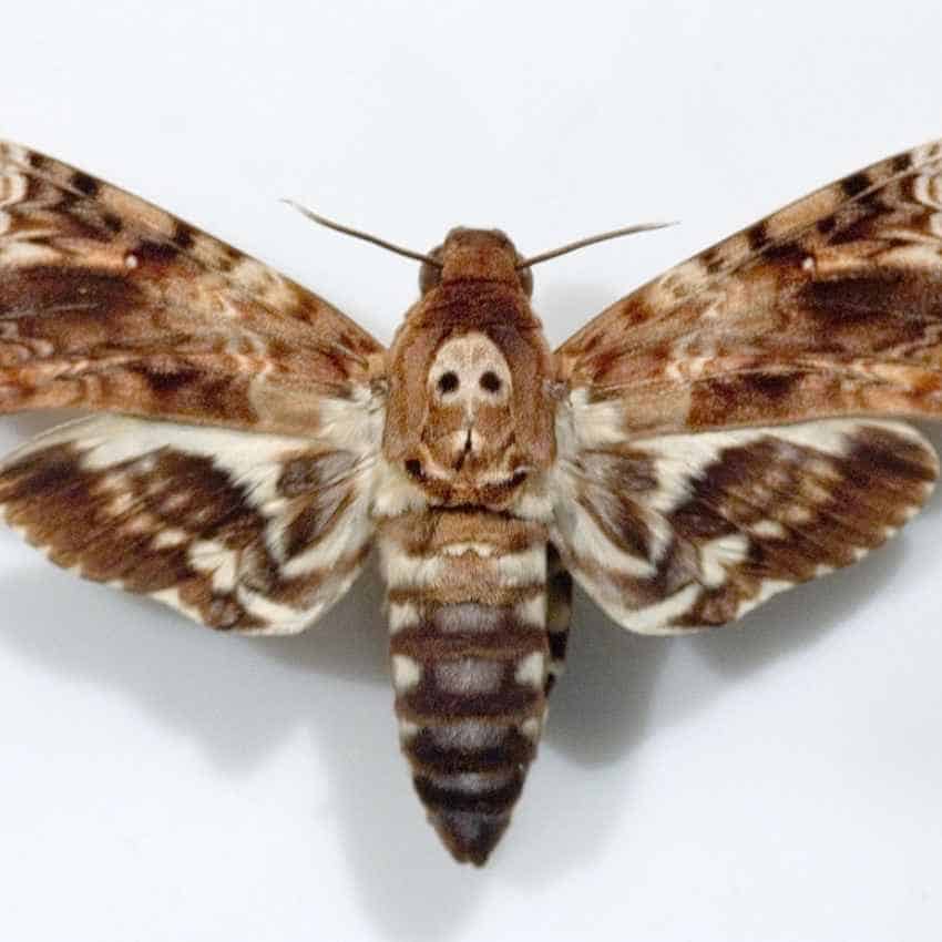 Death's-head hawkmoth