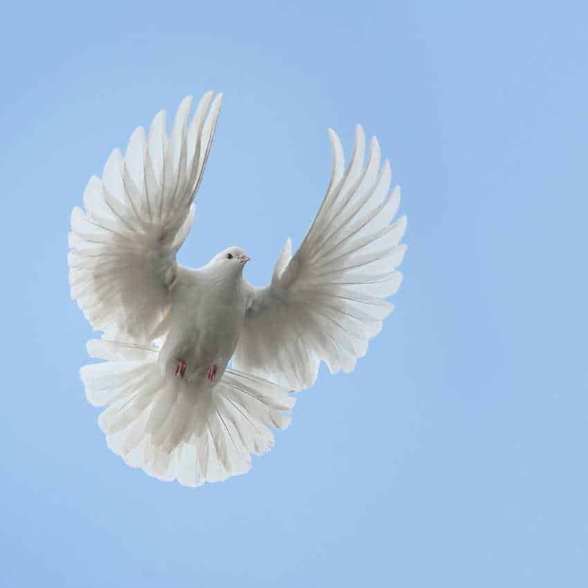 Dove represent hope Bird Symbolism Uncovered: Unlock the Spiritual Meanings in Our Feathered Friends