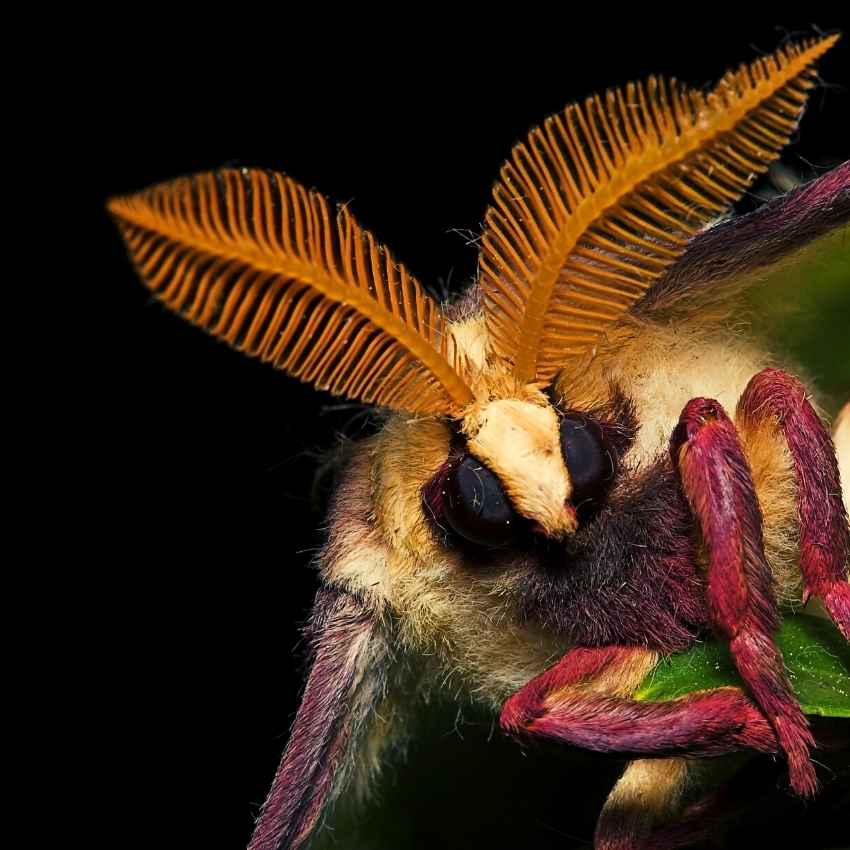 Dreaming about a luna moth