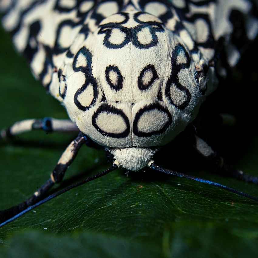  Symbolisme de la teigne géante du léopard 