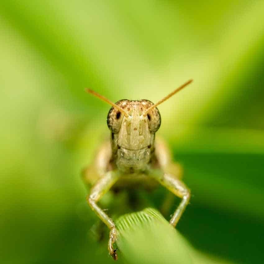 Grasshopper symbolizes