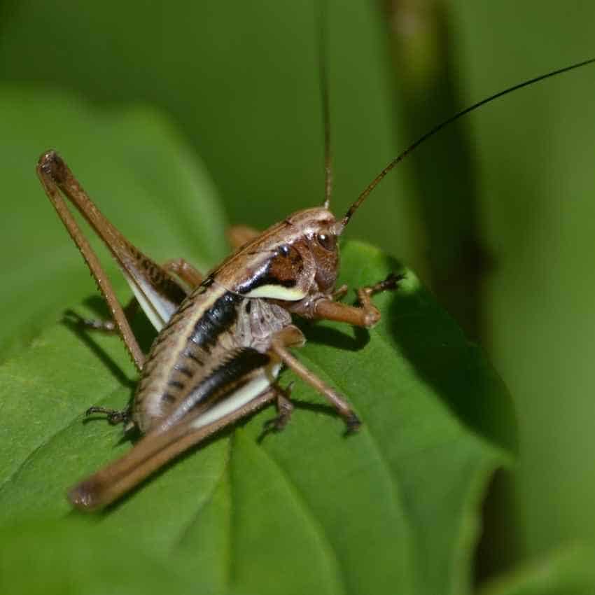 Grasshopper