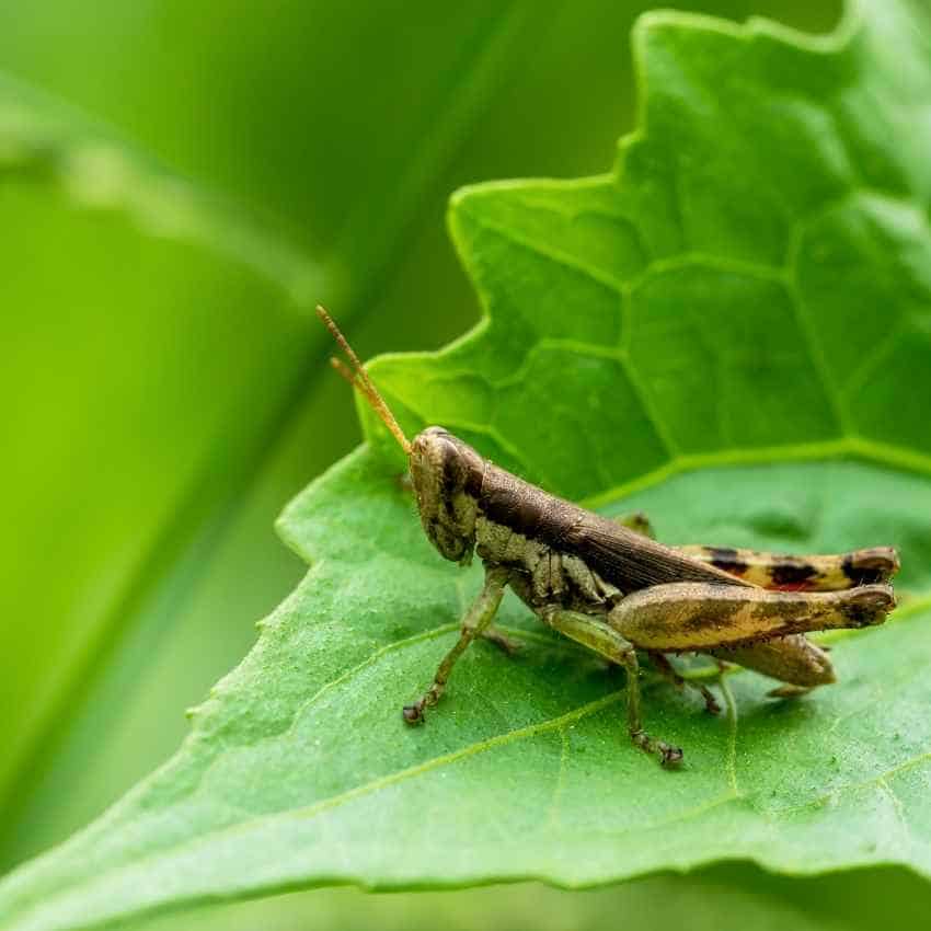 Grasshoppers in different cultures