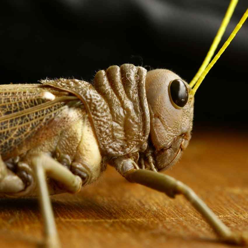 Grasshoppers often symbolize good luck