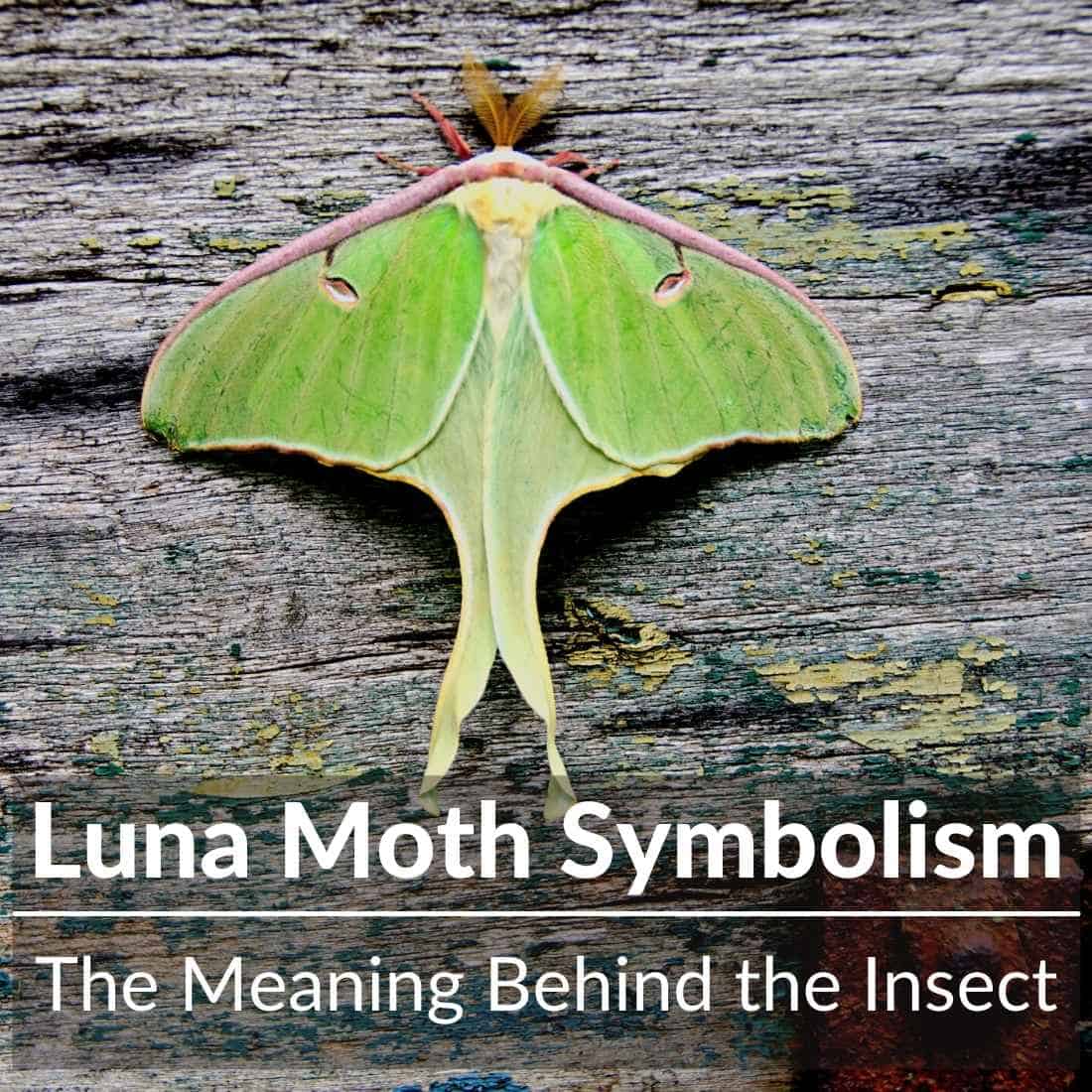 Luna Moth Symbolism