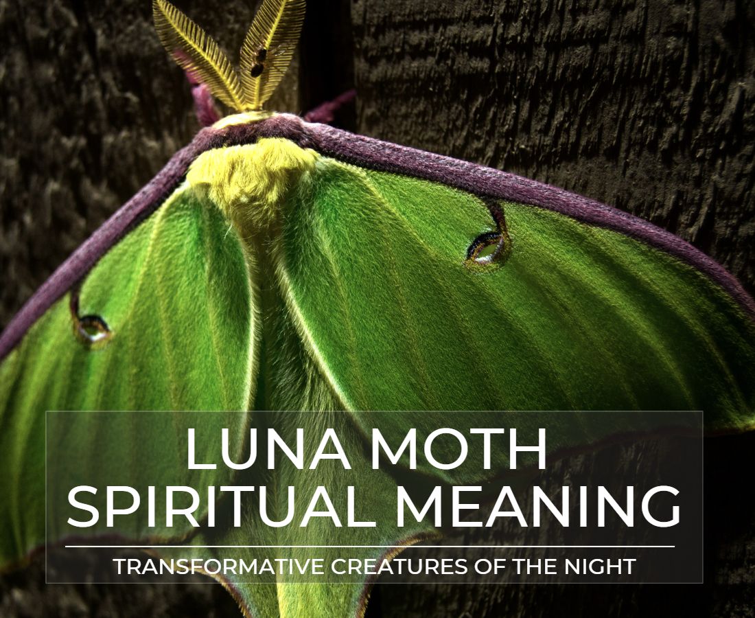 Luna moth spiritual meaning
