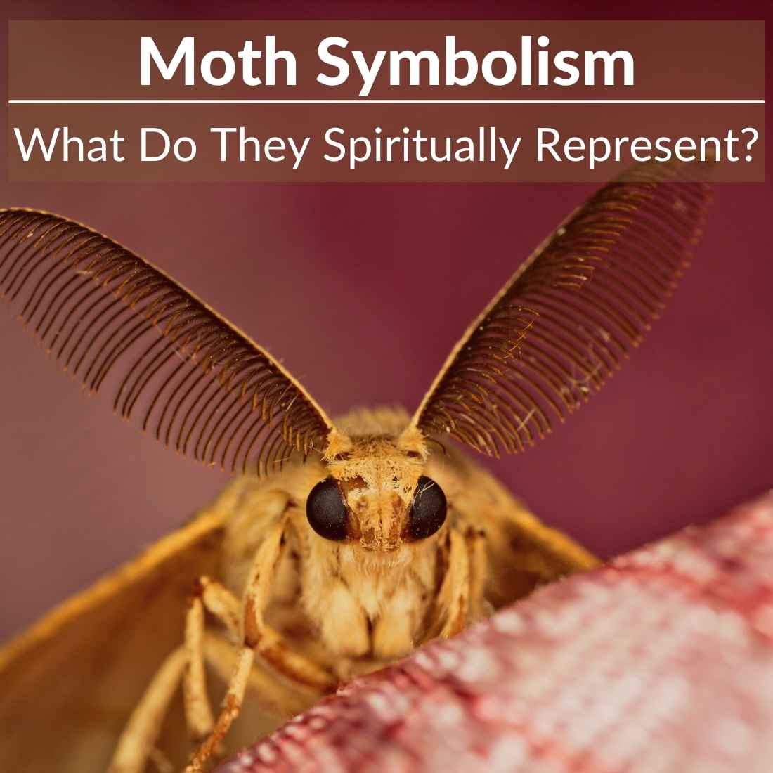 Moth symbolism