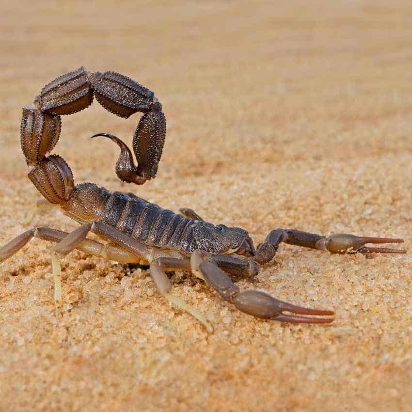 Scorpion spirit animal in desert setting representing spiritual protection and transformation