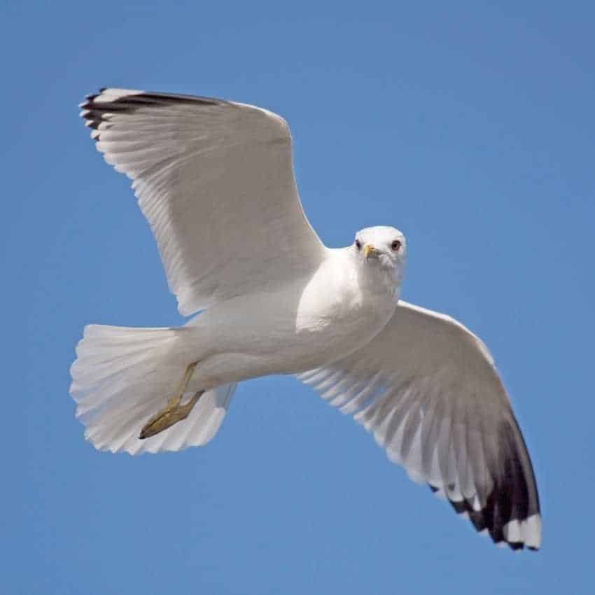 Seagull represent hope Seagull represent hope