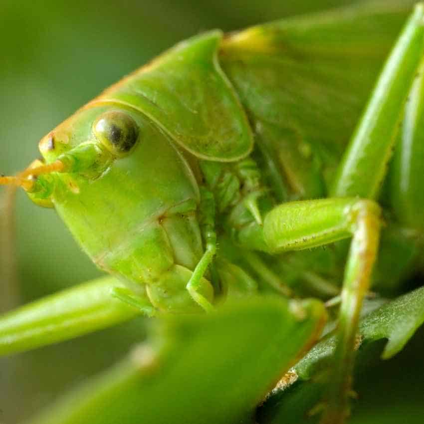 Seeing grasshoppers spiritual meaning