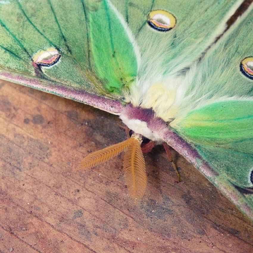 Spiritual meaning luna moth