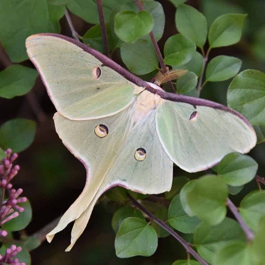 What does a luna moth symbolize