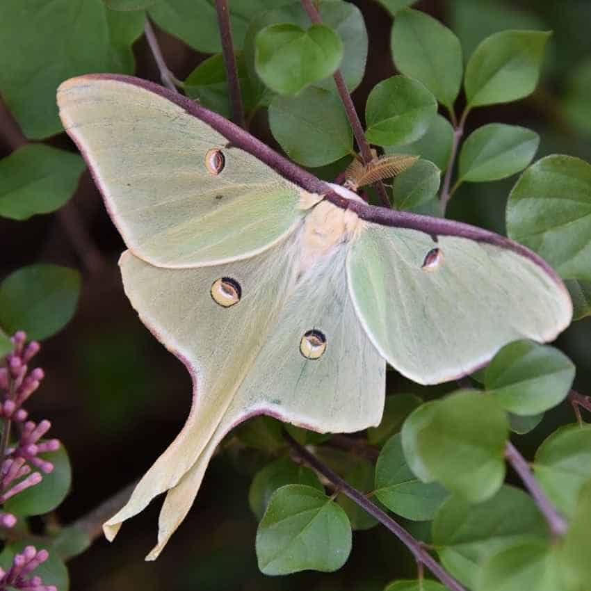 What does a luna moth symbolize