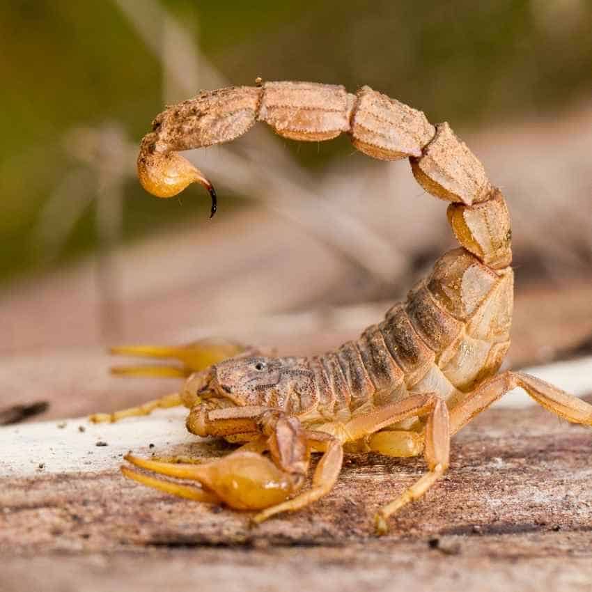 What does a scorpion symbolize