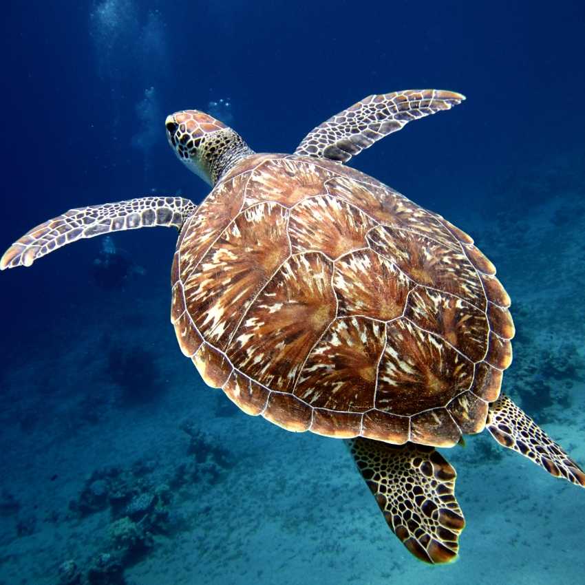 What does a sea turtle symbolize