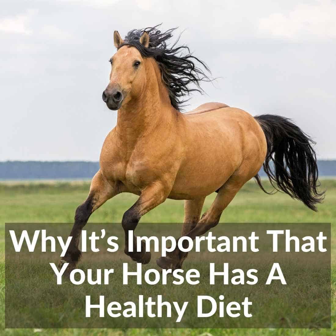 Why Its Important That Your Horse Has A Healthy Diet