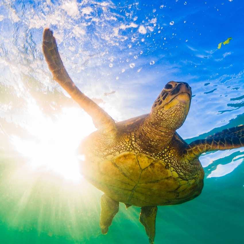 Sea Turtle Symbolism - Spirituality And Ancient Wisdom - Read Our Guide Sea Turtle Symbolism - Spirituality And Ancient Wisdom - Read Our Guide
