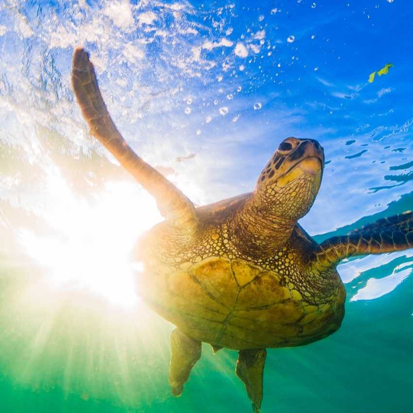 animal totem sea turtle