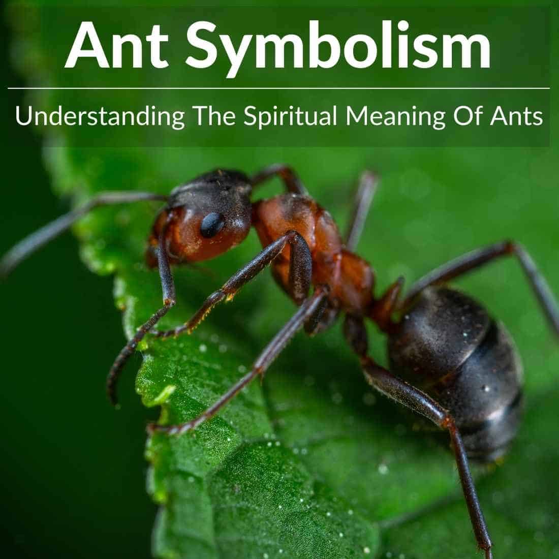 ant symbolism