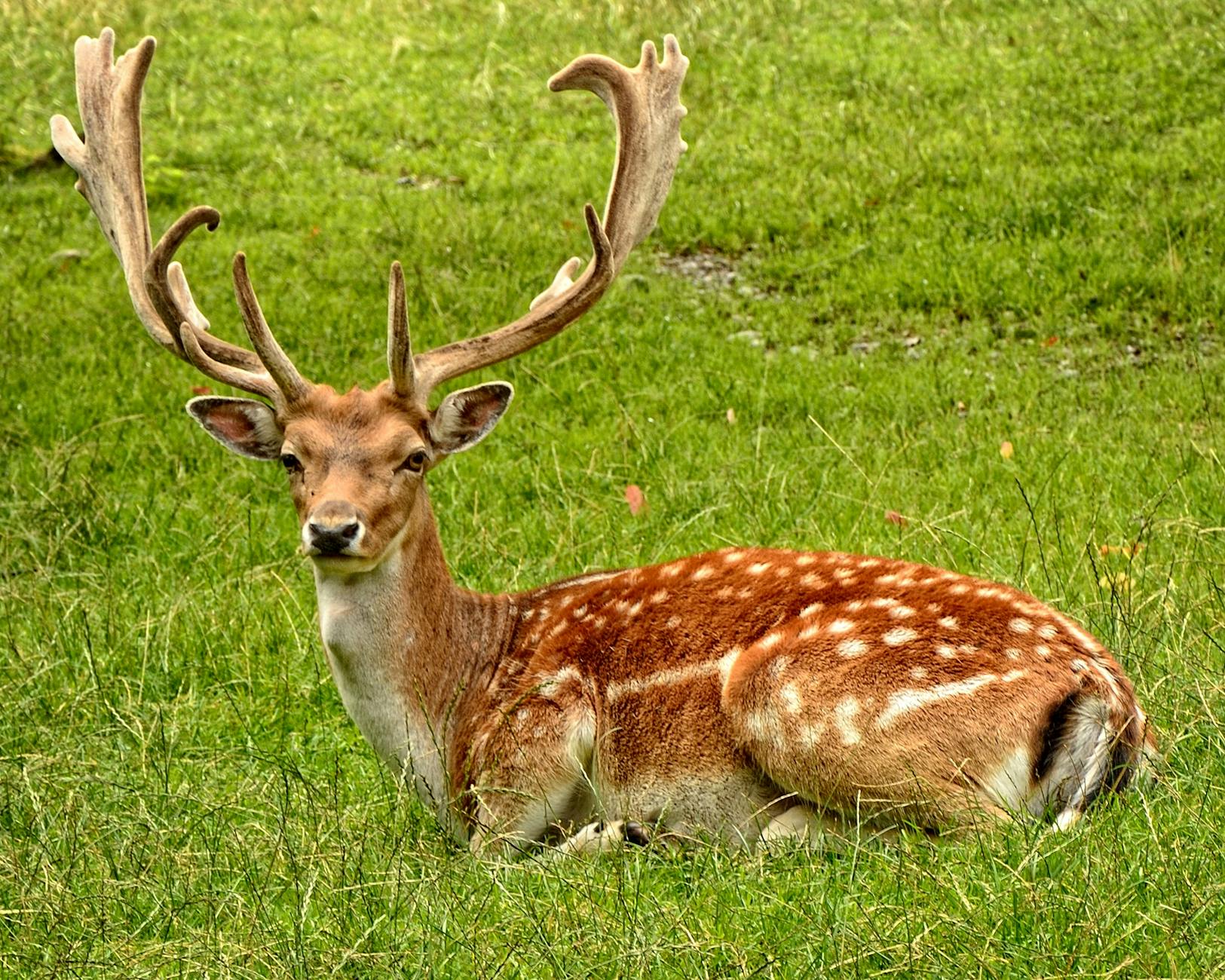 brown deer laying on grass field