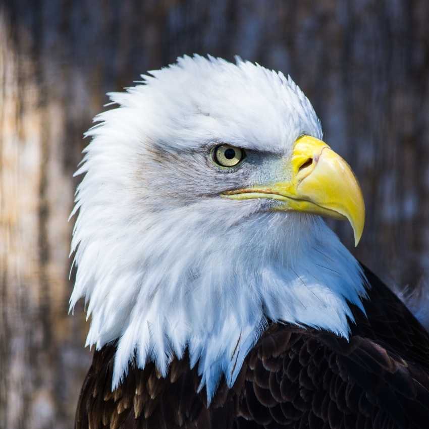 bald eagle symbolism