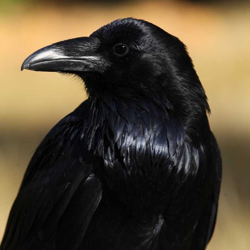 raven 