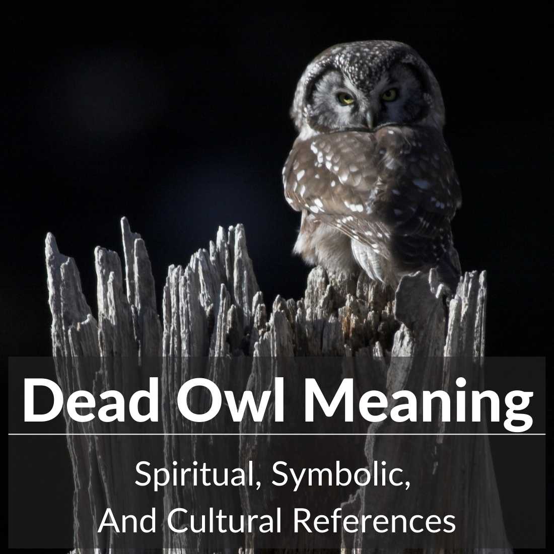 dead owl meaning