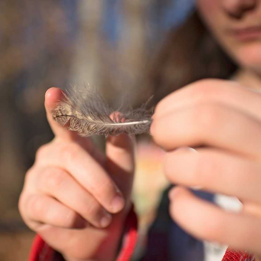 finding a gray feather