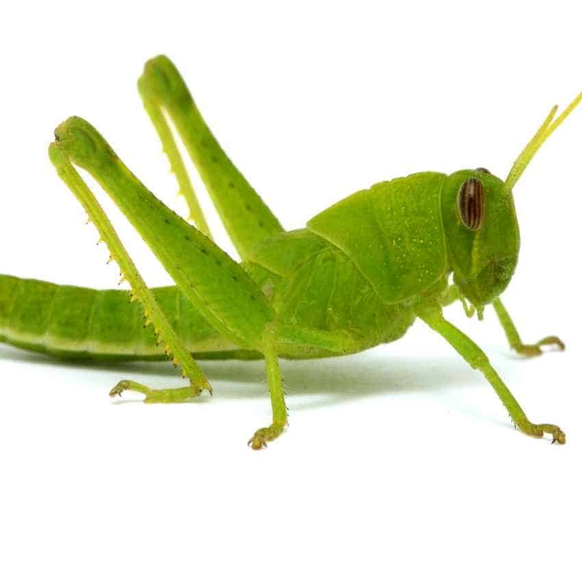 grasshopper spirit animal