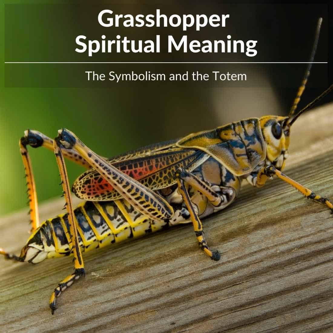 grasshopper spiritual meaning