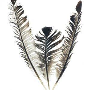 Feather Symbolism And Meaning: A Guide To Interpretations