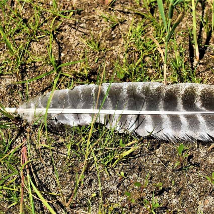 gray feather spiritual meaning