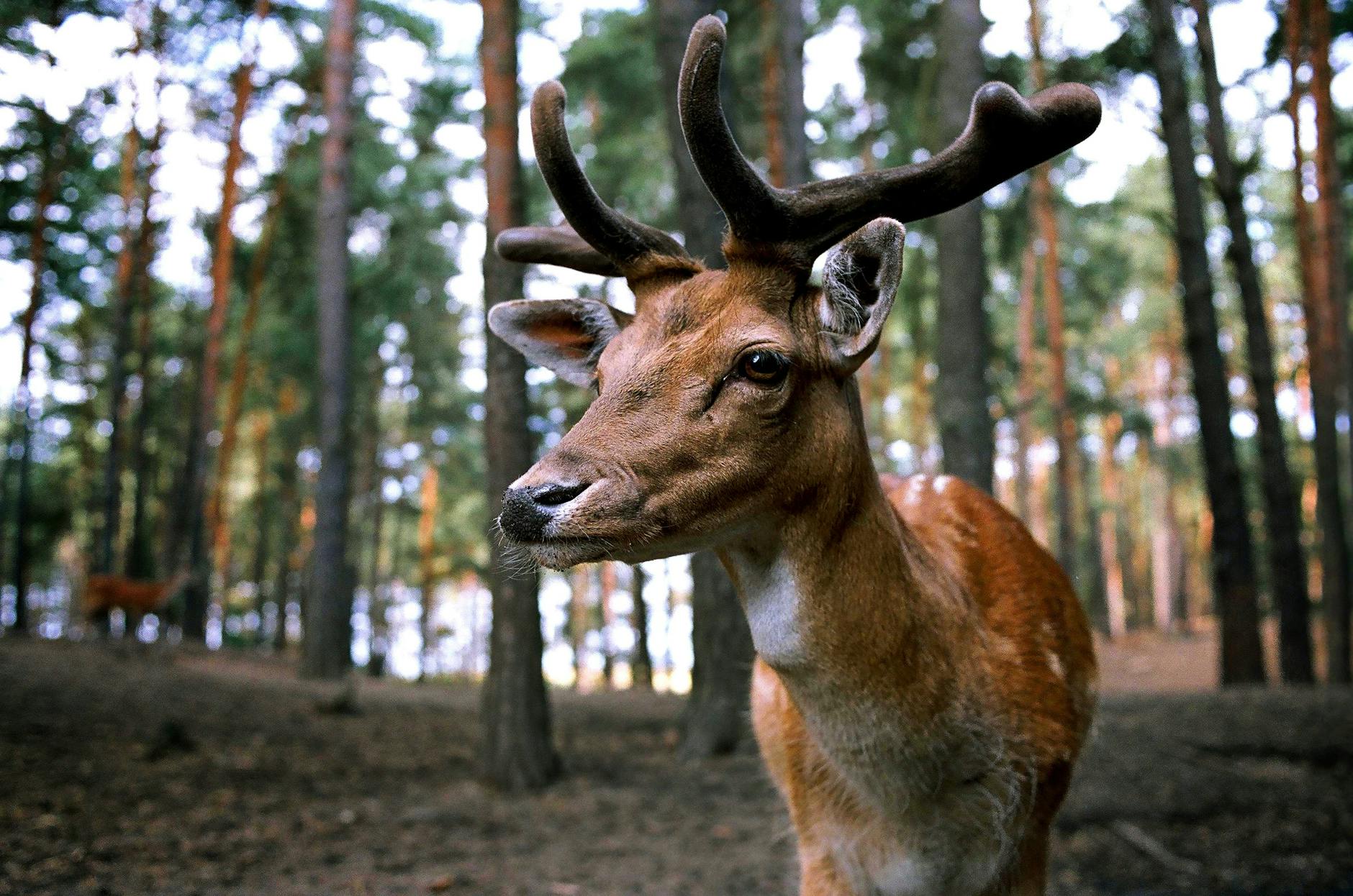 brown deer near trees