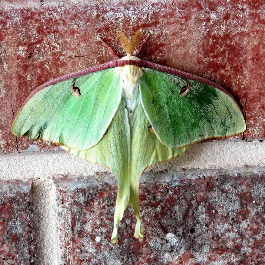 meaning luna moth