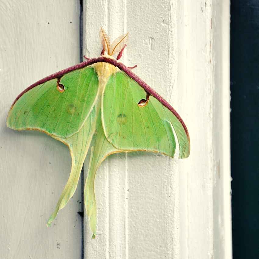 meaning of seeing a luna moth