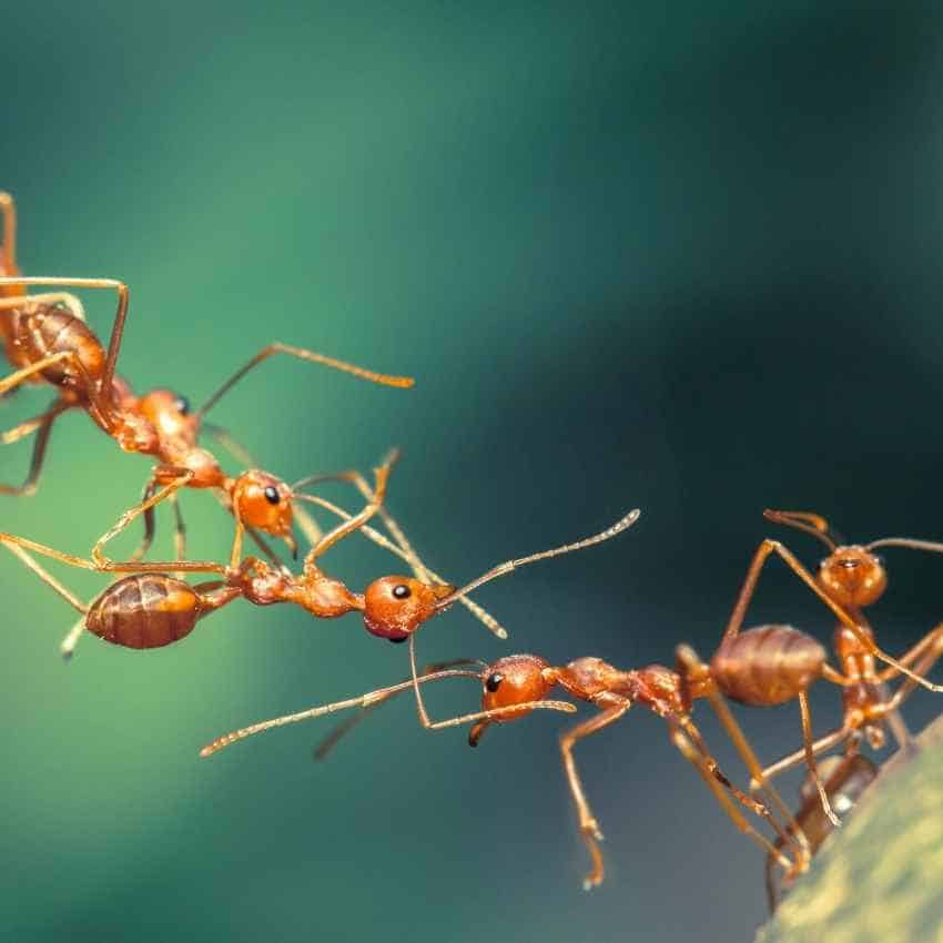 meaning of the ant totem