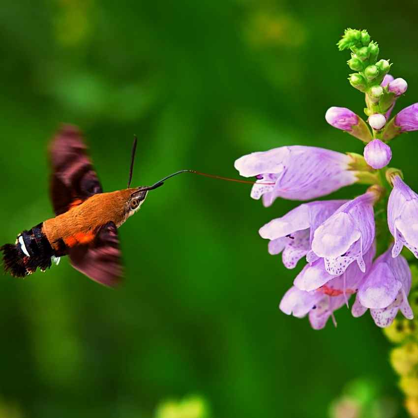  Moth Animal totem