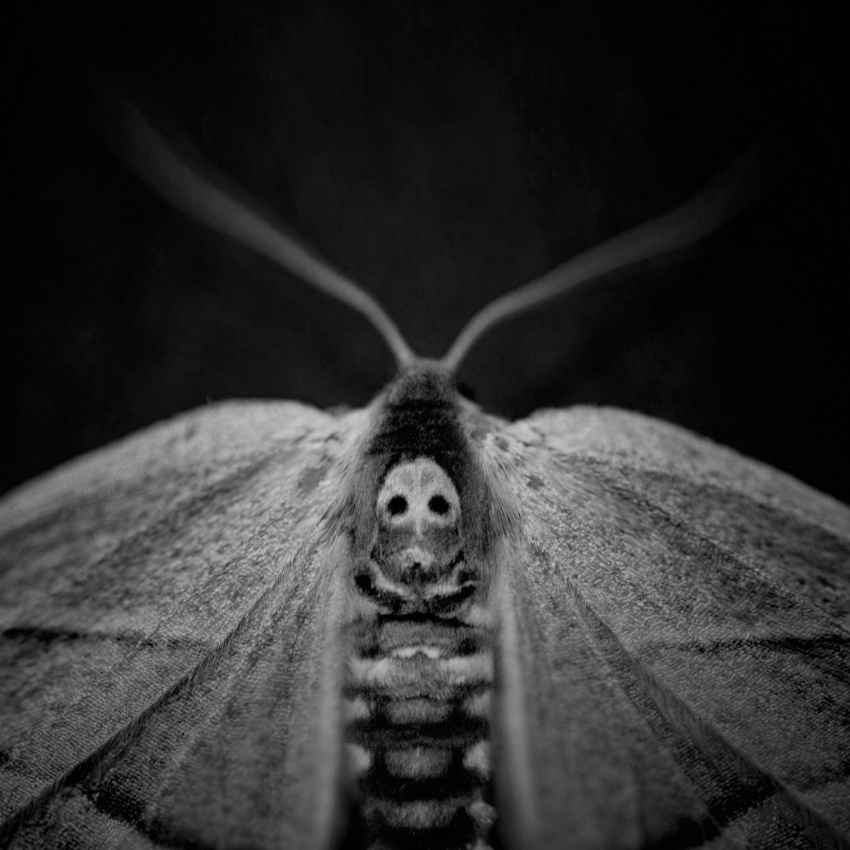 moth meaning death