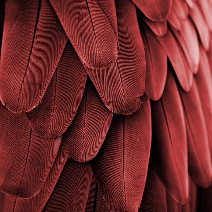 red feather