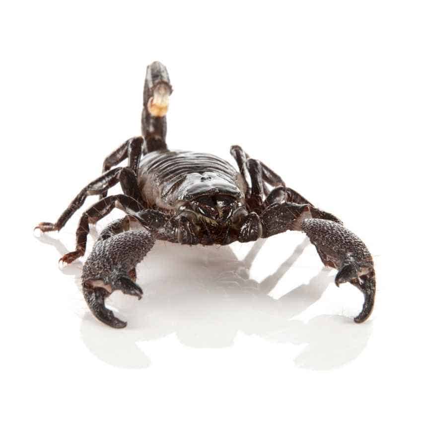 Scorpion in defensive posture showing character traits of protection and resilience