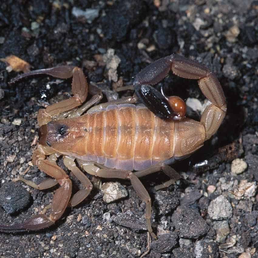 Person dreaming of scorpion symbolism representing subconscious transformation and spiritual meaning