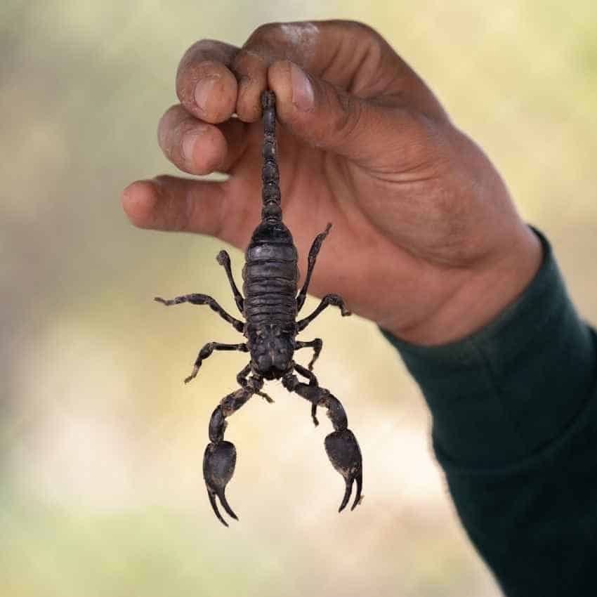 scorpion Totem animal