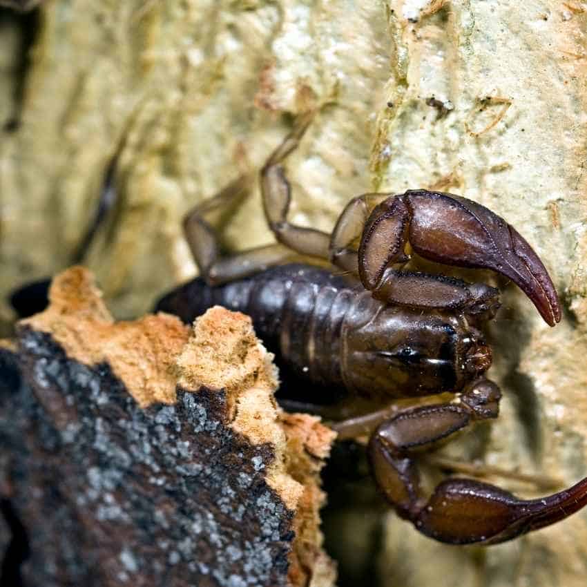 Desert scorpion showing its venomous stinger representing danger and spiritual protection