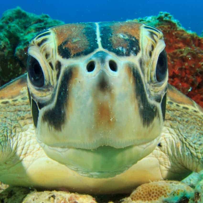 sea turtle dream meaning