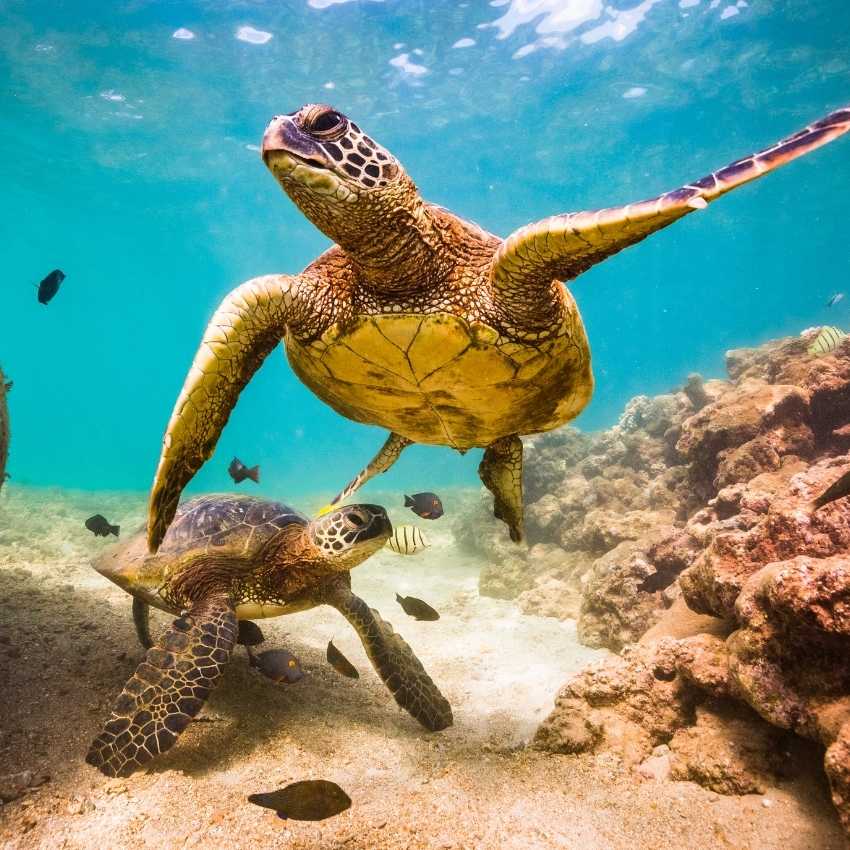 tortuga marina buena suerte Lecciones sobre cómo superar desafíos: animales que simbolizan la resiliencia