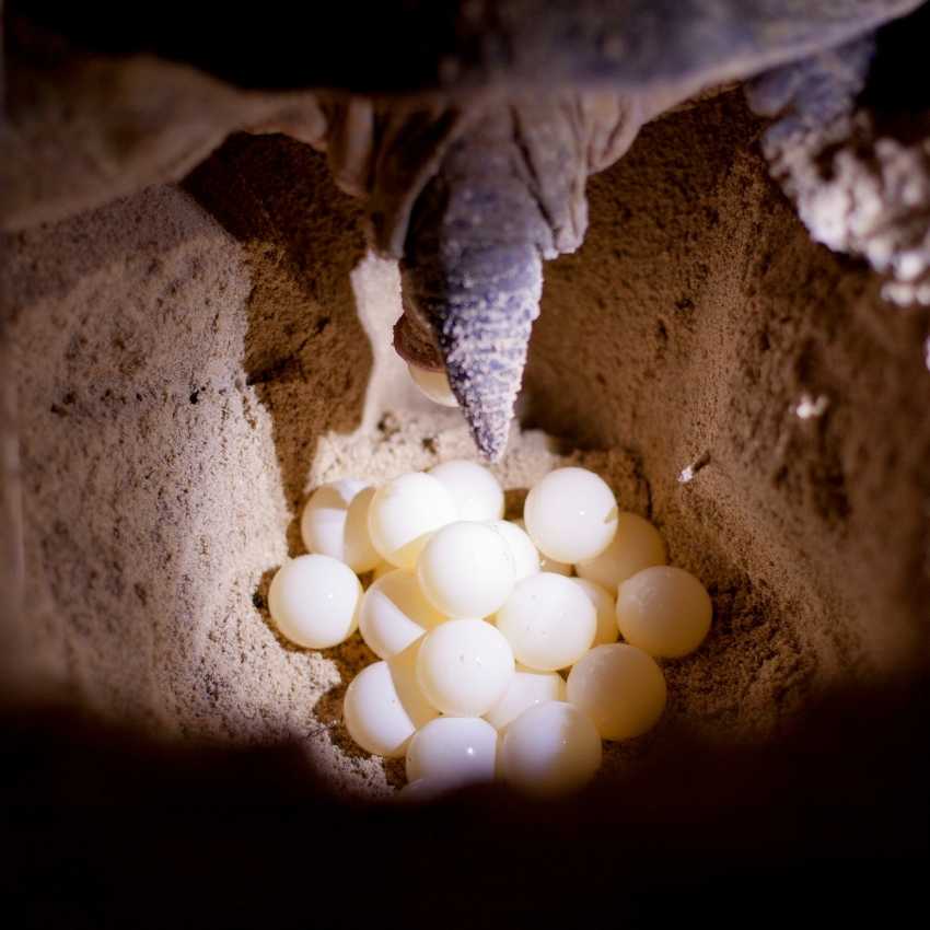 sea turtle laying eggs