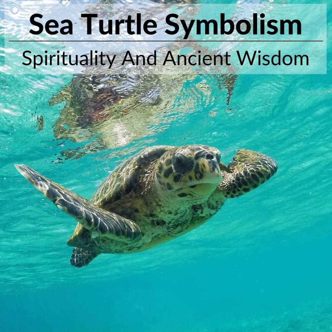 sea turtle symbolism