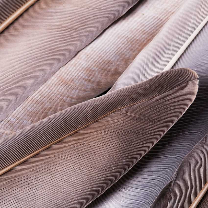 several gray feathers