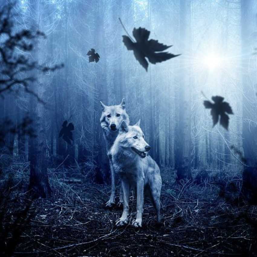 wolf spirit animal